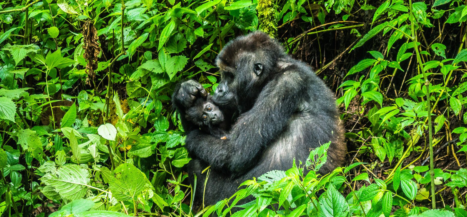 Congo Tour Operators