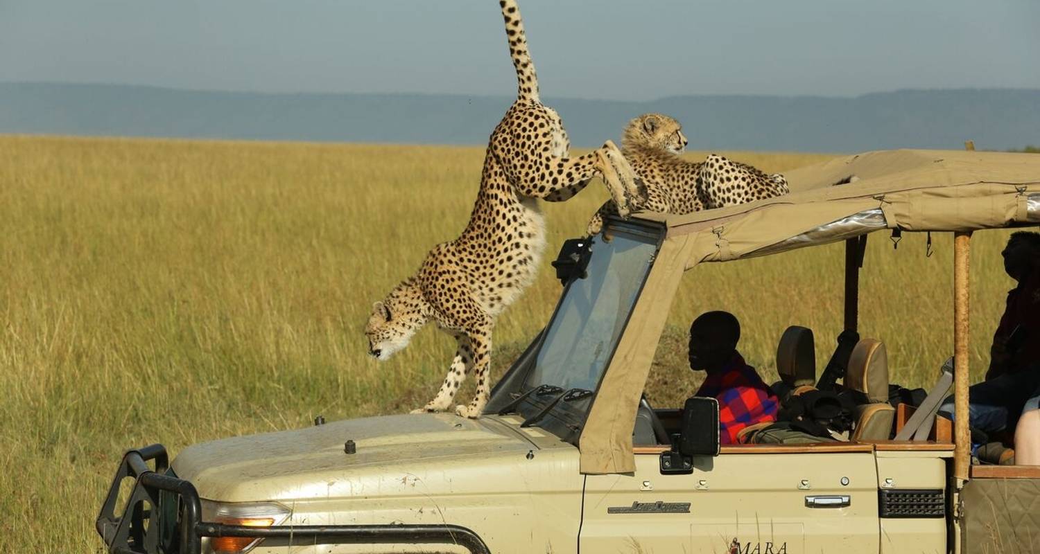 Kenya safaris